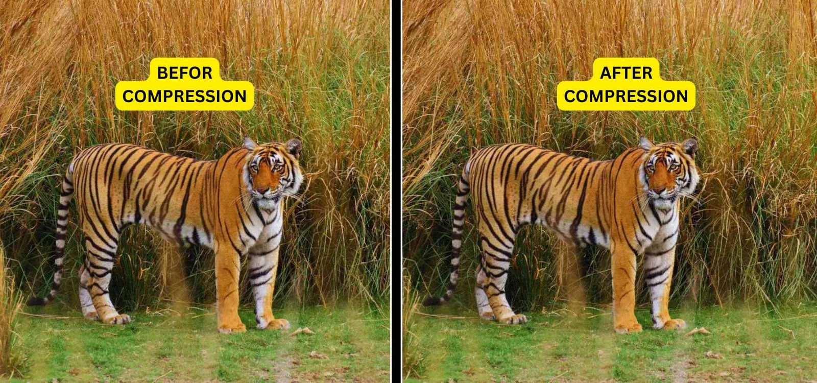 Infographic showing how image compression speeds up website page load times